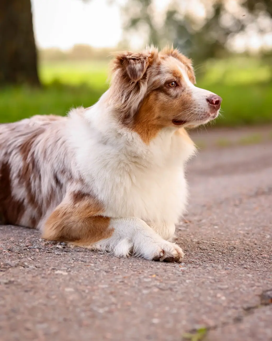 Miniature American Shepherd rosso merle (red merle) sdraiato all'aperto