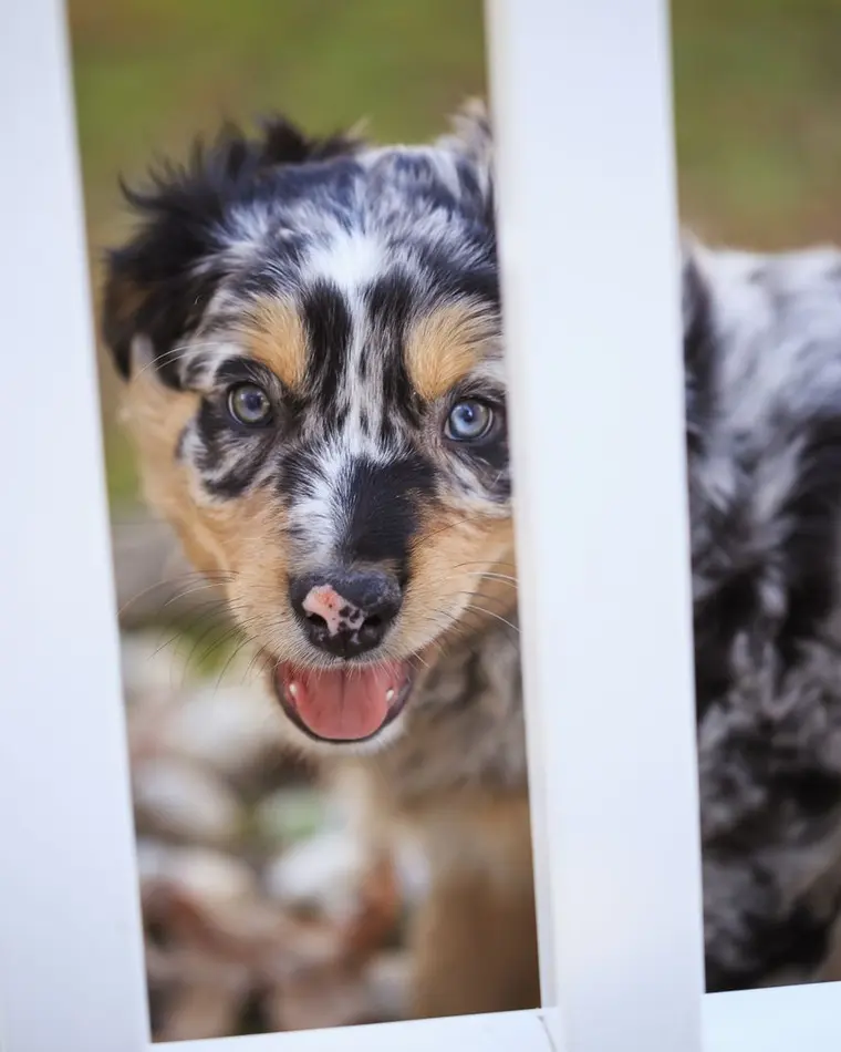Cucciolo di Miniature American Shepherd blue merle con occhi azzurri