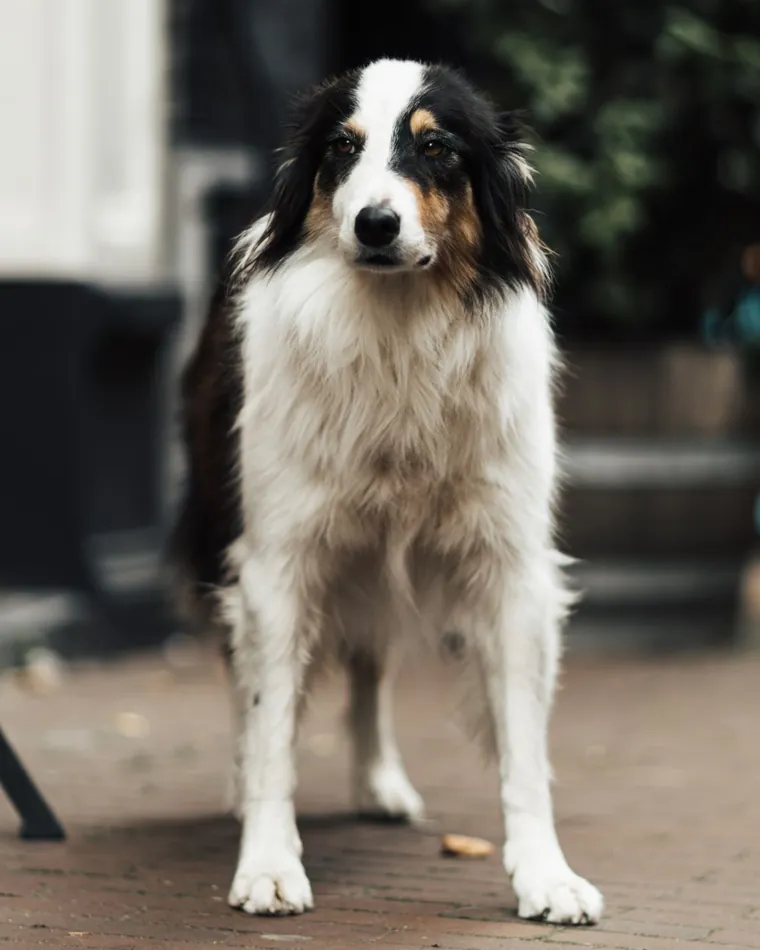 Miniature American Shepherd nero tricolore (black tri)