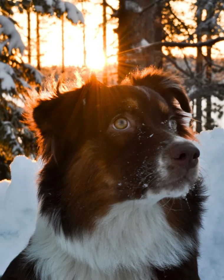 Miniature American Shepherd rosso tricolore (red tri)