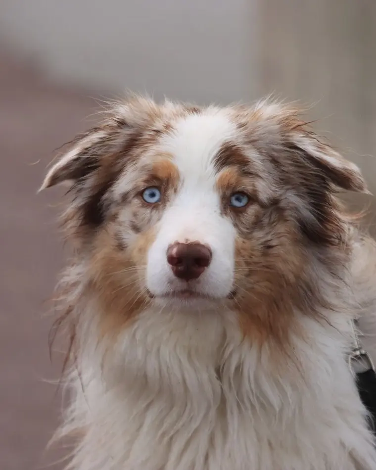 Miniature American Shepherd rosso merle (red merle) con occhi azzurri